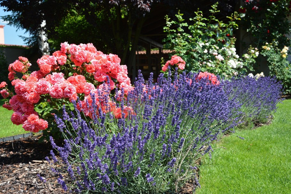 SANTON NOS JARDINS Paysagiste Saintes Img 3